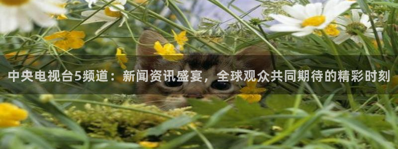 劲爆体育直播在线观看斗地主：中央电视台5频道：新闻资讯盛宴，全球观众共同期待的精彩时刻